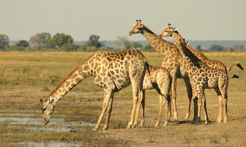 Chobe Elephant Camp: Giraffen