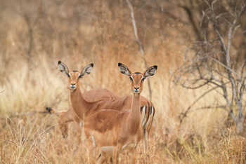 Dinaka Lodge: Impalas