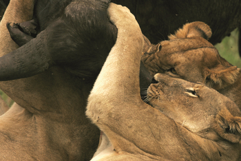 Duba Explorers Camp: Beutezug