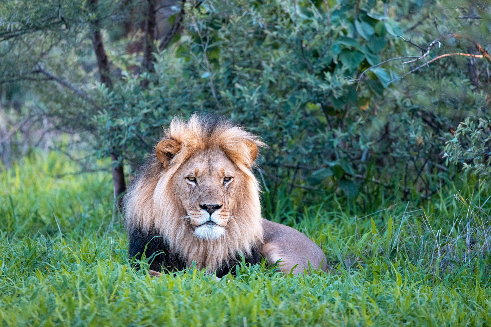Gham Dhao Lodge Gham Dhao Lodge: Männlicher Löwe