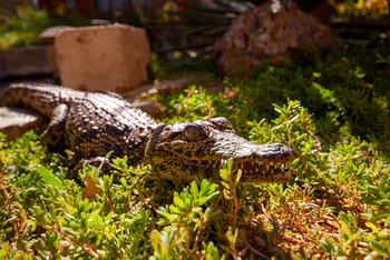 Harnas Guest Farm Harnas Guest Farm: Baby-Krokodil