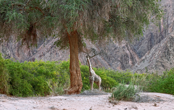 Hoanib Valley Camp Hoanib Valley Camp: Einsame Giraffe
