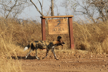 Ikuka Safari Camp: Wildhund am Eingang zum Camp