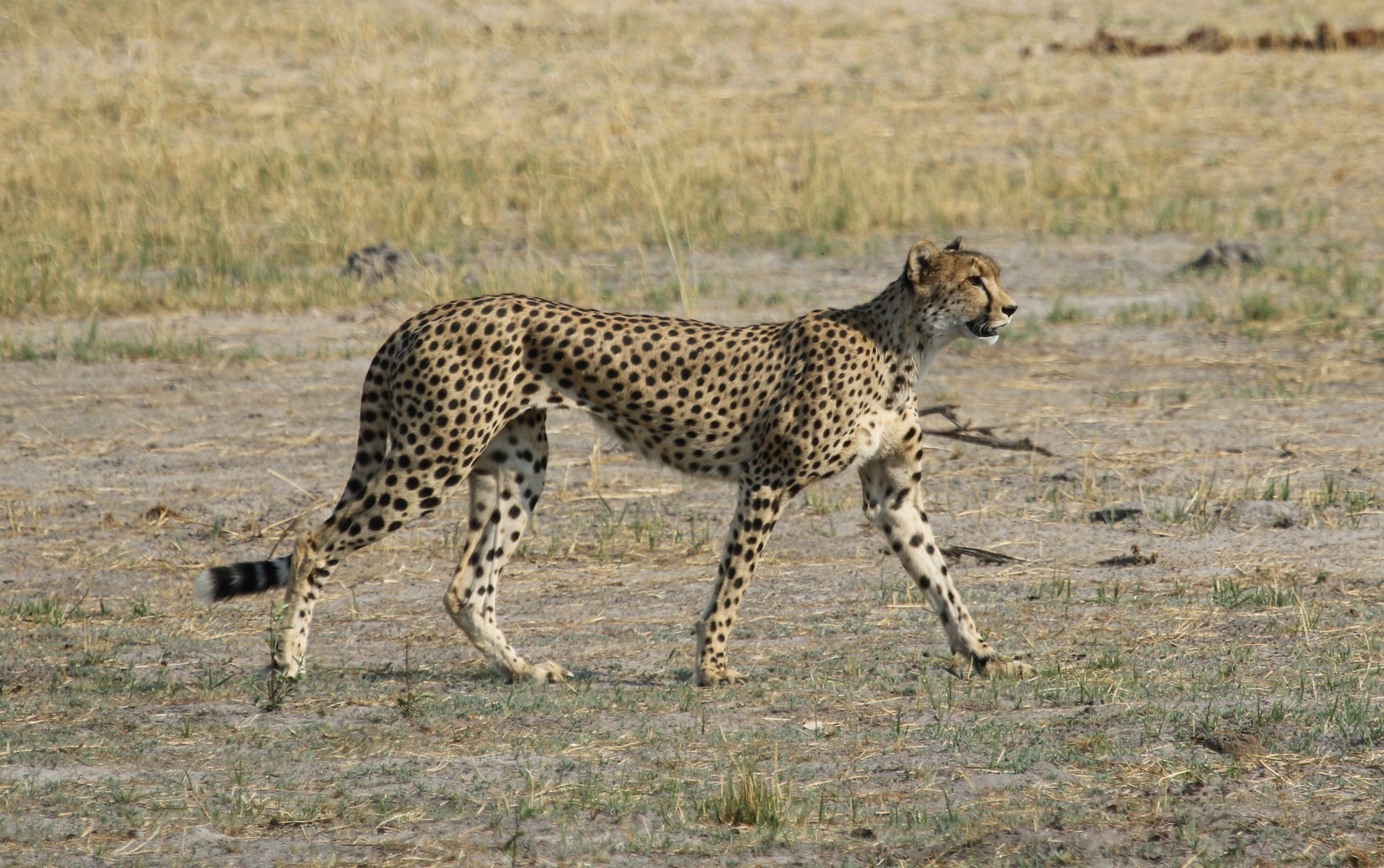 Imvelo Safaris Imvelo Safaris: Gepardin seitlich