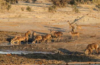 Imvelo Safaris Imvelo Safaris: Kudus am Jozibanini-Wasserloch