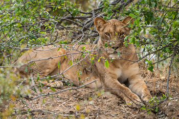 Kanga Camp: Löwin im Gestrüpp