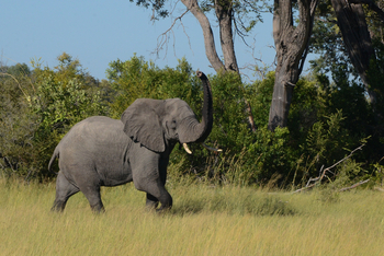 Karangoma Camp: Witternder Elefant