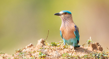 Kings Lodge: Indian Roller