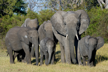 King's Pool Camp King's Pool Camp: Elefantenherde