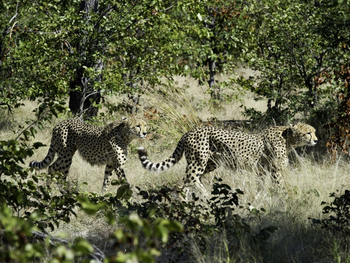 Kings Pool Camp Kings Pool Camp: Geparden - eine seltene Sichtung