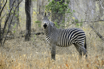 Kuthengo Camp: Zebra