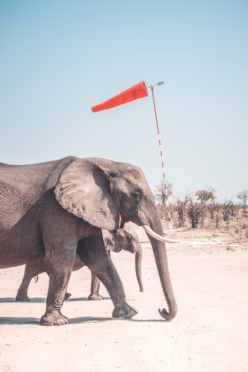 Lebala Camp Lebala Camp: Elefanten verlassen den Airstrip