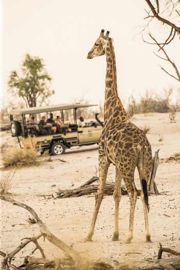 Leroo La Tau Lodge: Giraffe im ausgetrockneten Busch