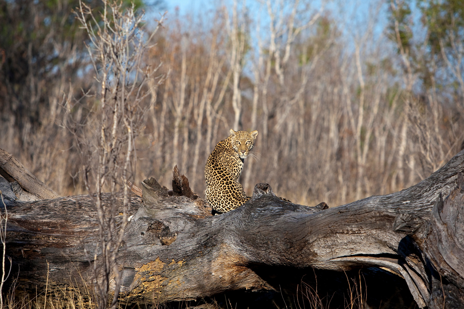 Little Makalolo Camp Little Makalolo Camp: Leopard auf Baumstamm