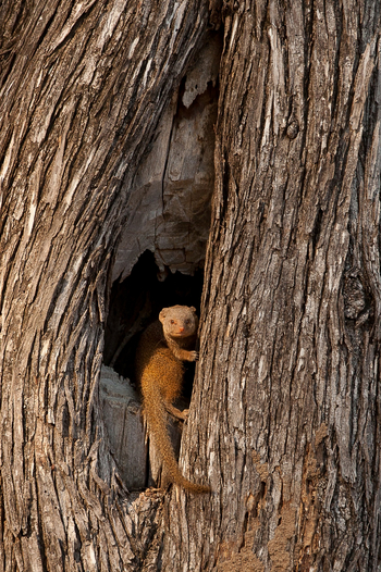 Little Vundu Camp Little Vundu Camp: Zwergmanguste