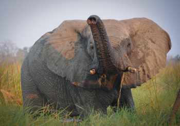 Macatoo Camp: Nervöser Elefant