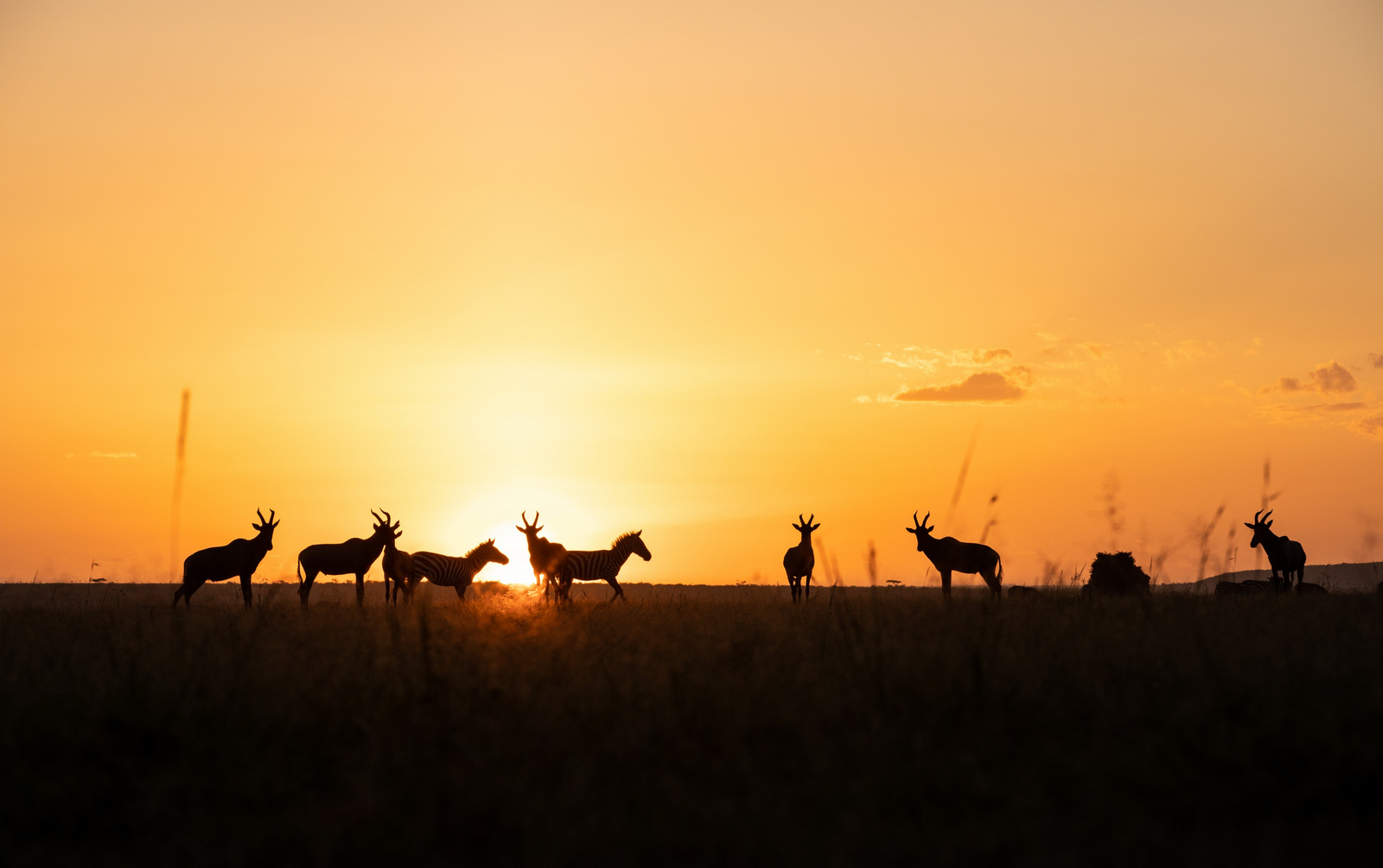 Mara Plains Camp Mara Plains Camp: Zebras und Topis
