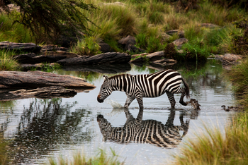 Mara Toto Tree Camp: Gespiegeltes Zebra