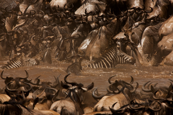 Mara Toto Tree Camp: Kampf ums Überleben