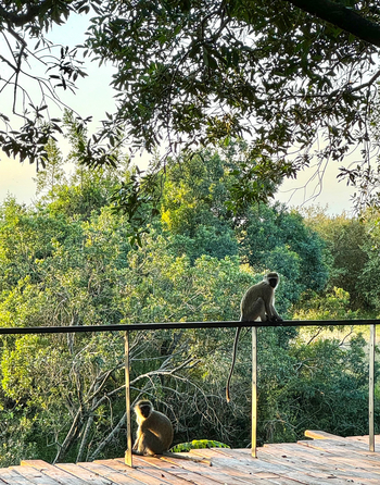Mara Toto Tree Camp: Vervet Monkeys