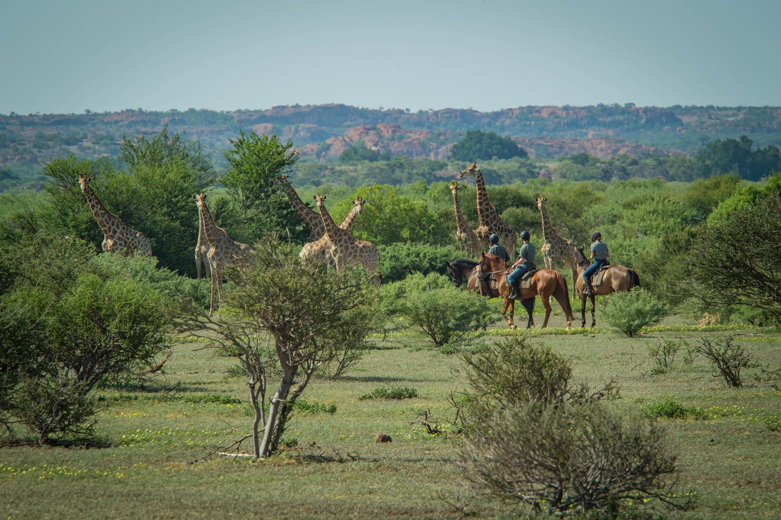 Mashatu Game Reserve Mashatu Game Reserve: Giraffen und Reiter