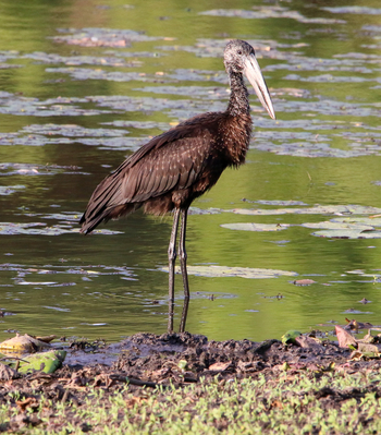 Maun Waterfront Guesthouse: Klaffschnabelstorch