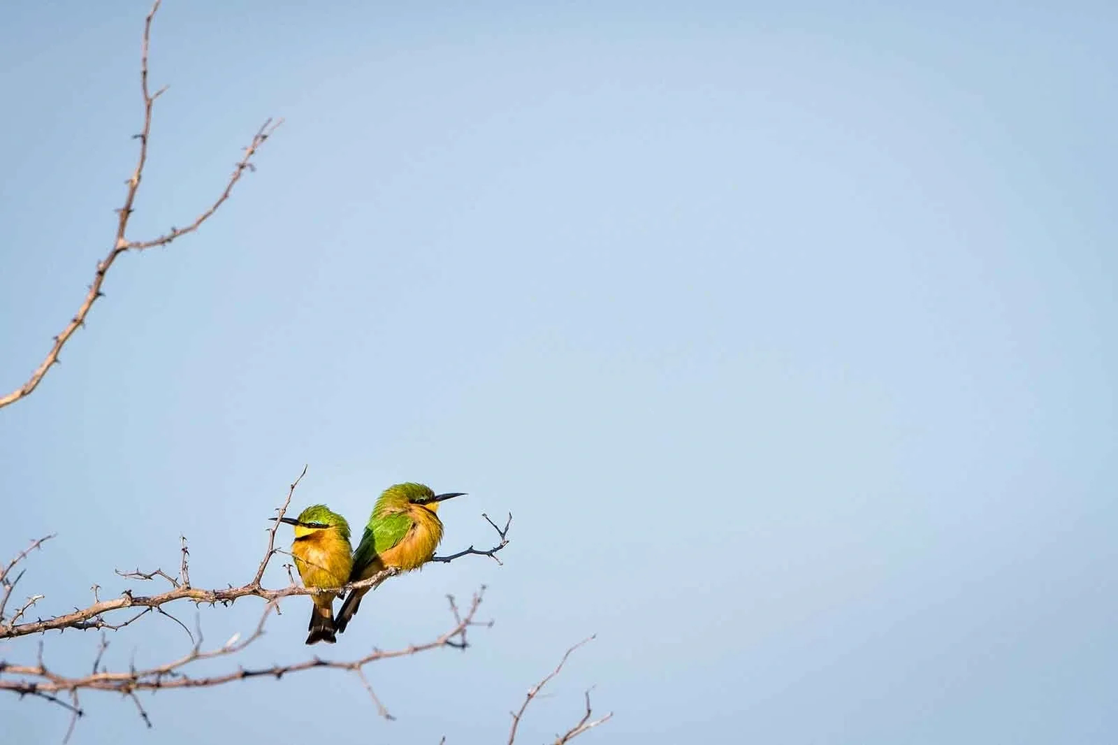 Mogogelo Camp Mogogelo Camp: Zwergspinte