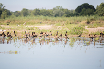 Mvuu Lodge: White-faced Wistling Ducks