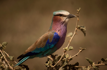 Namiri Plains Camp: Lilac Breasted Roller