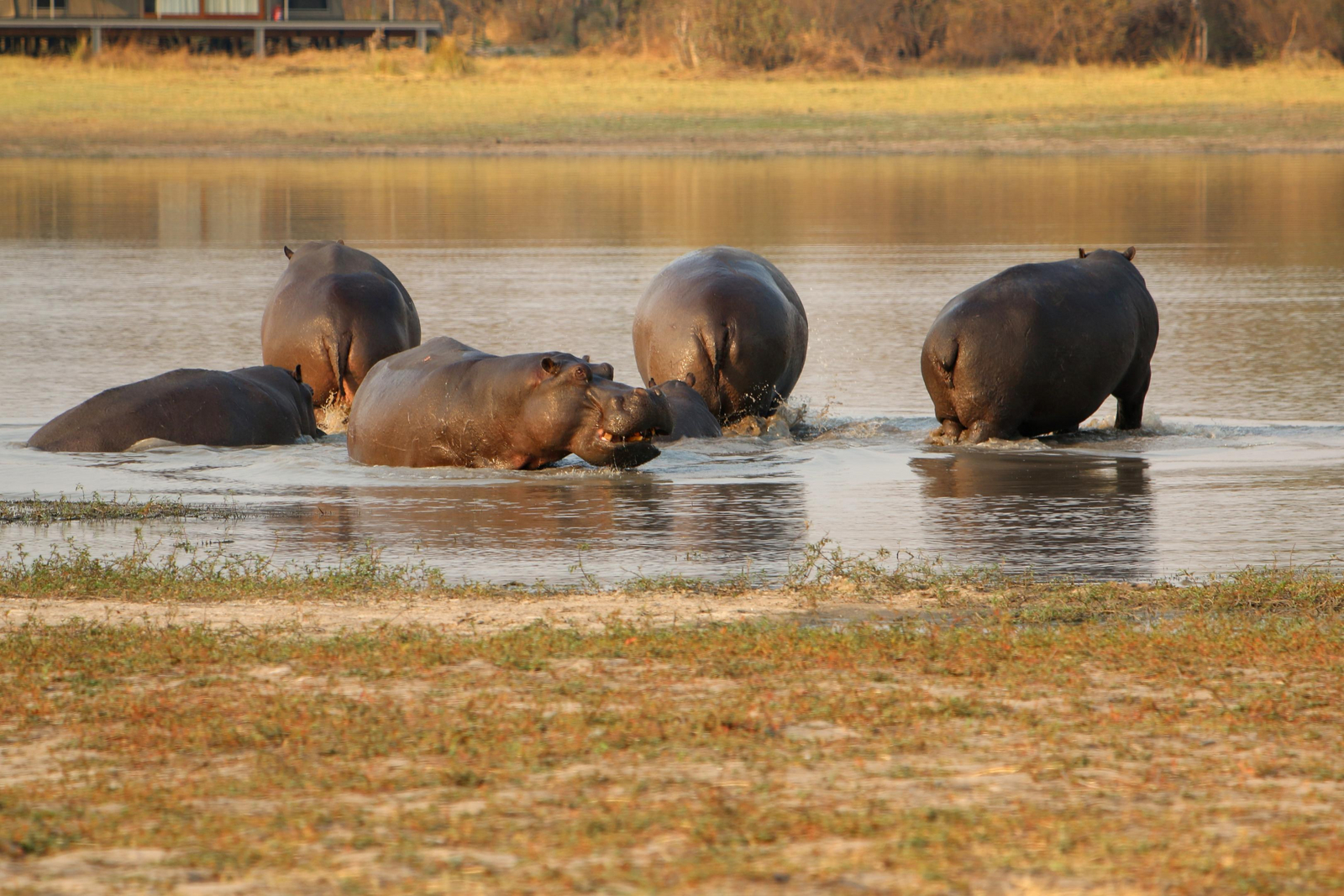 Nogatsaa Pans Chobe Lodge Nogatsaa Pans Chobe Lodge: Hippos