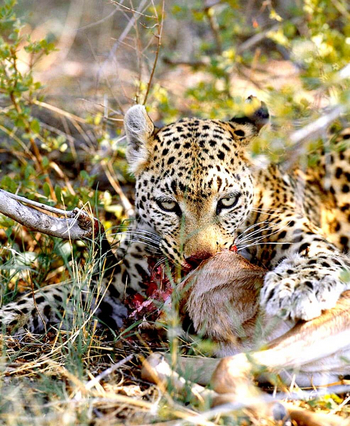 Oddballs' Enclave Camp: Leopard