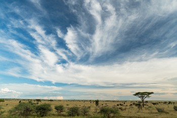 Olmara Camp: Savanne