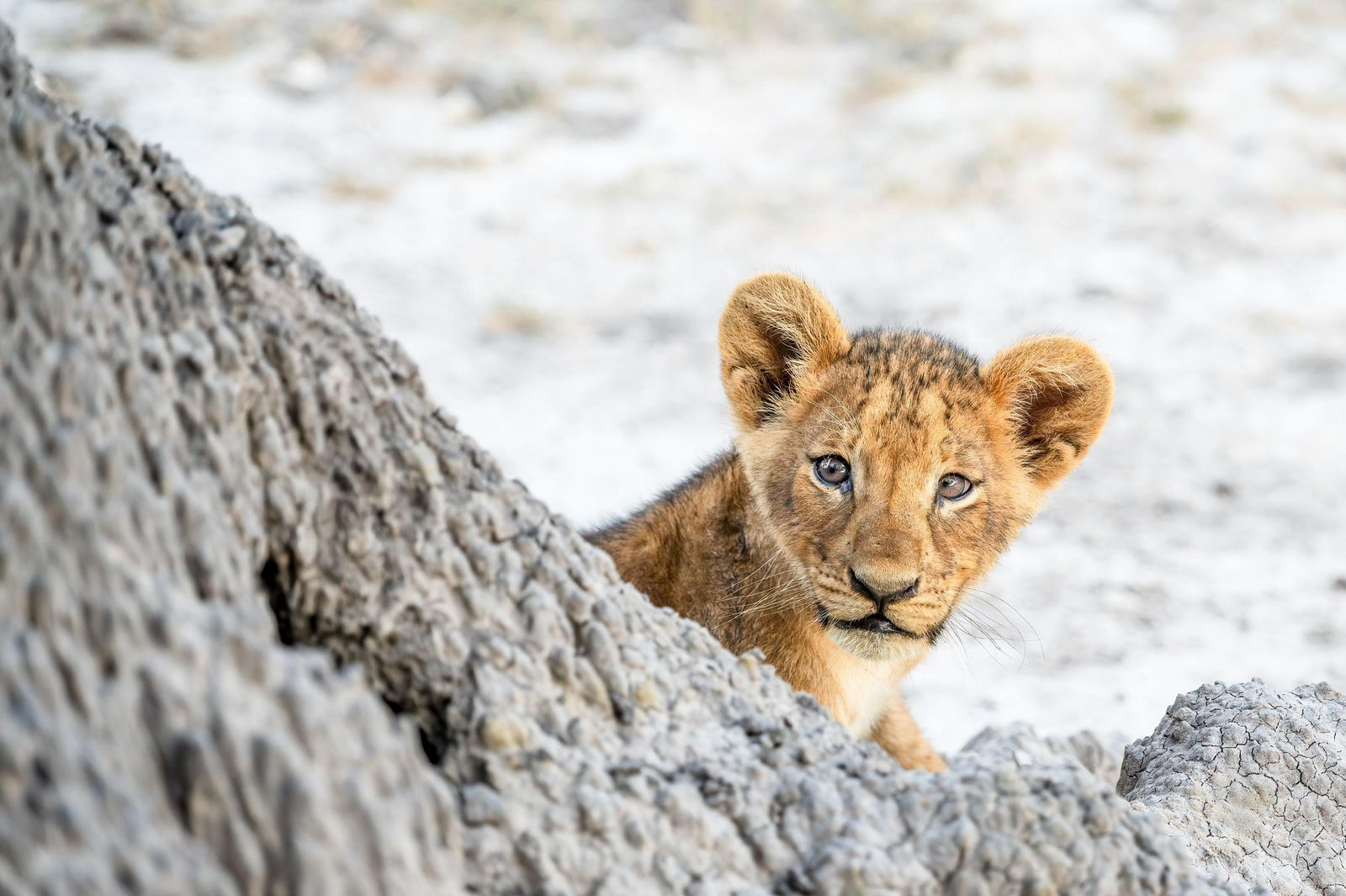 Saguni Safari Lodge Saguni Safari Lodge: Löwenbaby