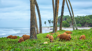 Sette Cama Eco Camp: Red River Hogs