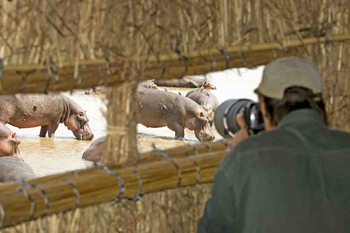 Shenton Safaris: Hippo Hide