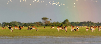 Shoebill Island Camp Shoebill Island Camp: Schwarze Moorantilopen