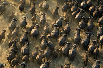 Shumba Camp Shumba Camp: Büffelherde Drohnenbild