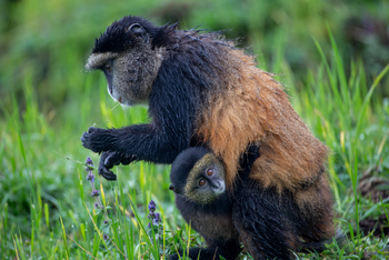Singita Kwitonda Lodge: Golden Monkey Mutter mit Baby