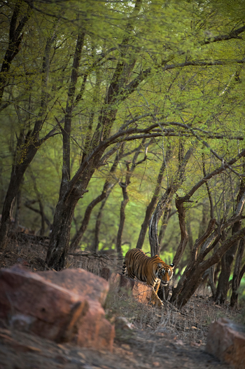 Sujan Sher Bagh: Tiger streift durch den Wald