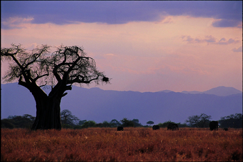 Tarangire Kati Kati Tented Camp: Landschaft