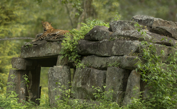 The Bison Resort: Ruhender Leopard