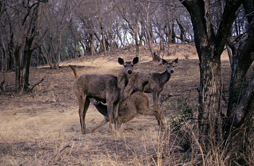 Tiger in Ranthambore National Park