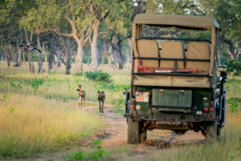 Time + Tide South Luangwa Time + Tide South Luangwa: Game Drives
