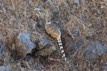 Vanghat: Cheer Pheasant