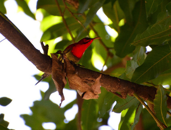 Vanghat: Crimson Sunbird