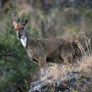 Vanghat: Goral