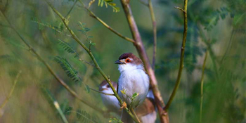Waghoba Eco Lodge: Red-eyed Warbler