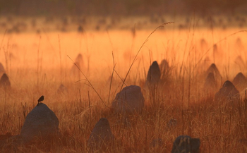 Wasa Lodge: Termitenhügel
