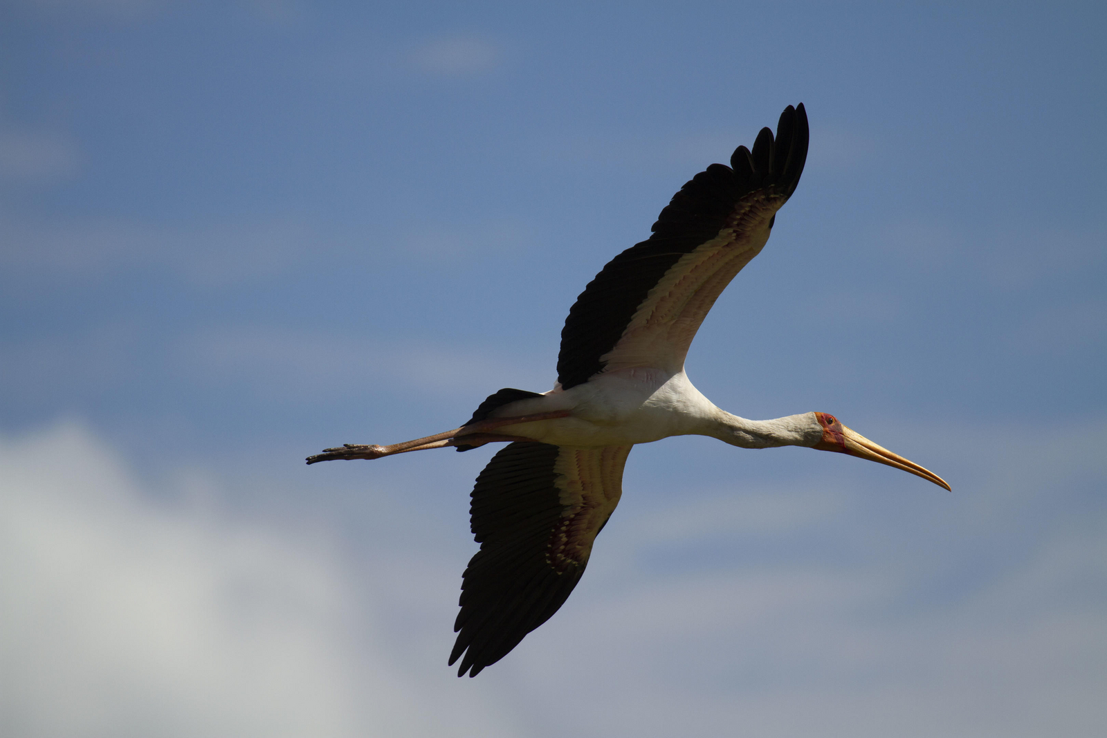 Zambezi Expeditions Zambezi Expeditions: Gelbschnabelstorch