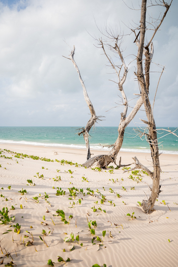 Azura Benguerra Island: Spärlicher Bewuchs
